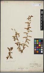 Foto von Salix alba L.
